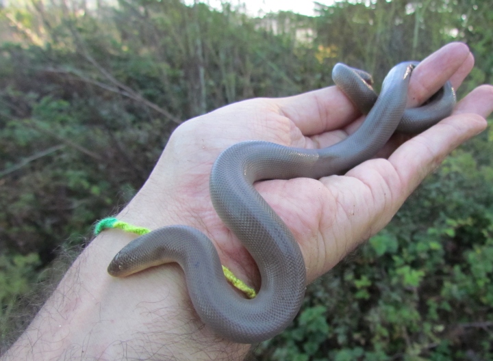 Rubber Boa